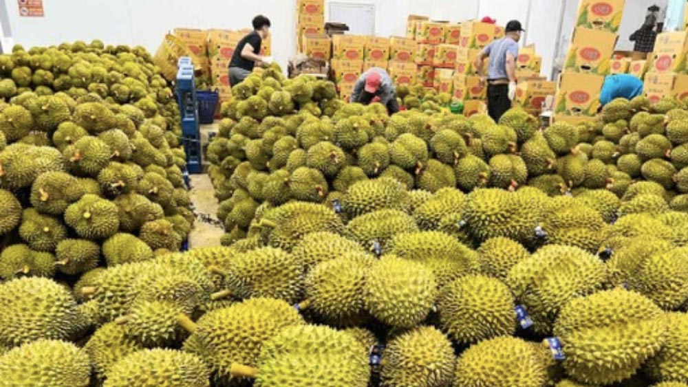 Lam Dong exported the first 70 tons of durian to China