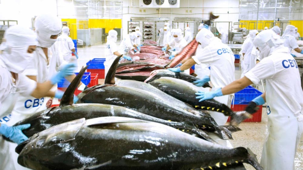 Chế biến cá ngừ xuất khẩu