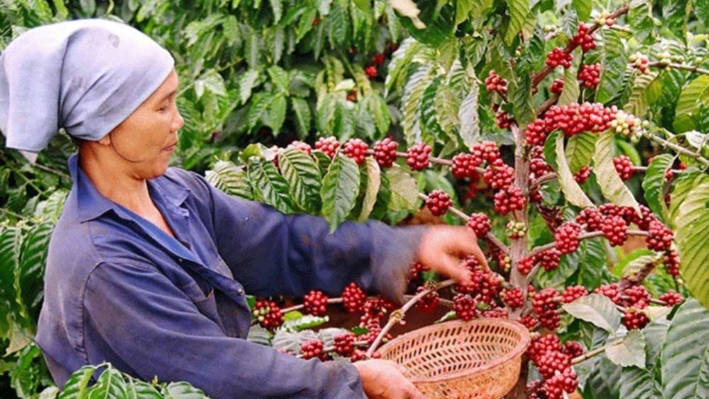 Export prices of coffee increased by nearly 10 million VND/ton