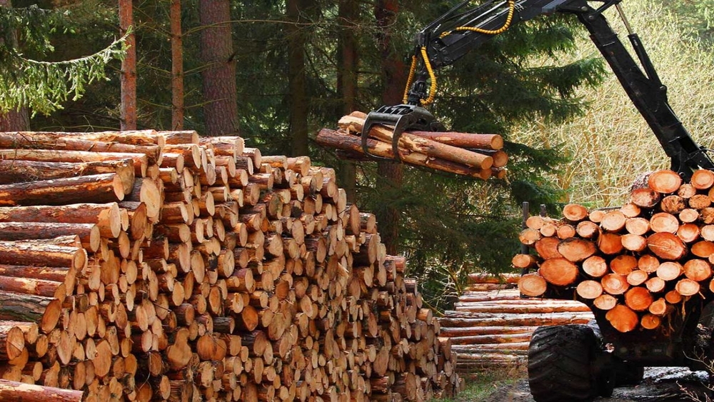 The US closed the investigation, not harmful to Vietnamese wood